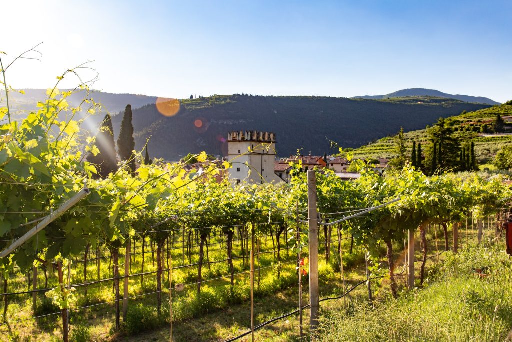 Les vignobles italiens
