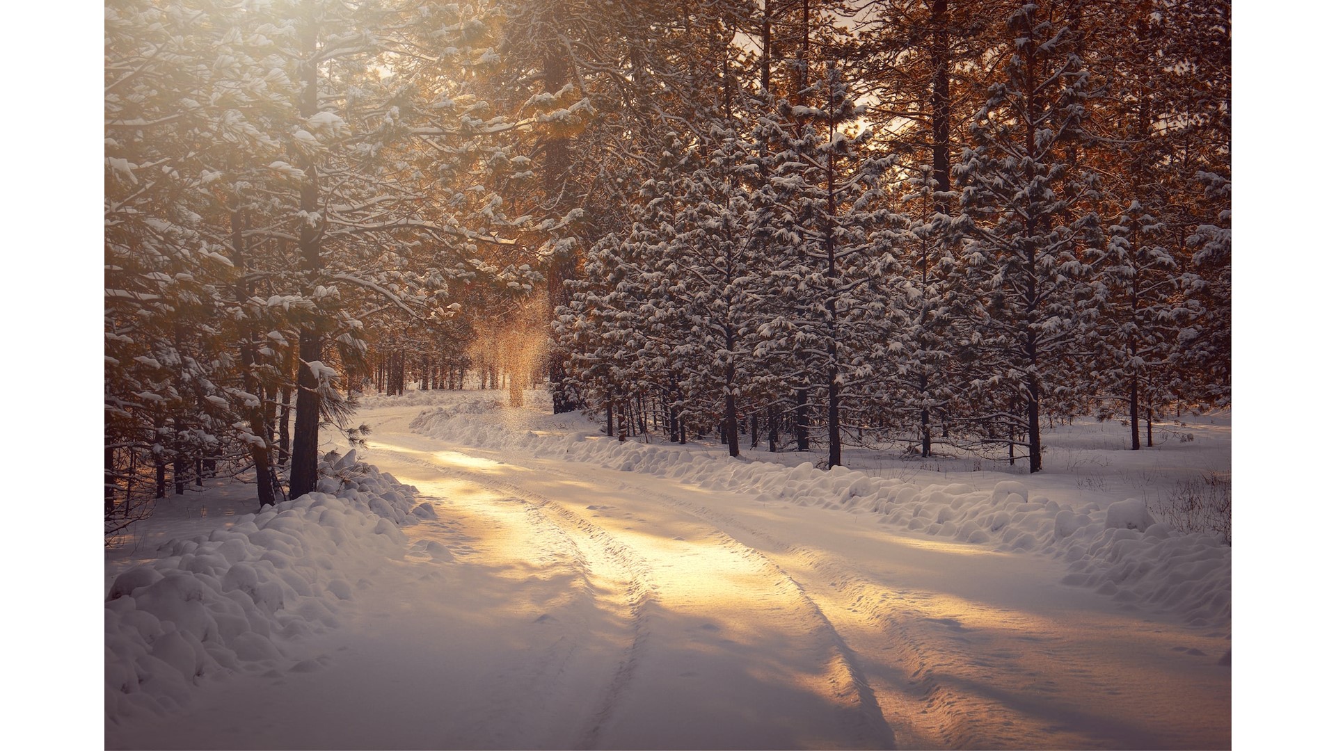 Un chemin hivernal au milieu de la forêt avec des sapins enneigés.